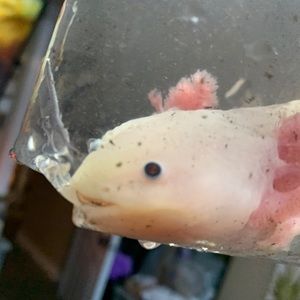 Meet your Posher, Cole